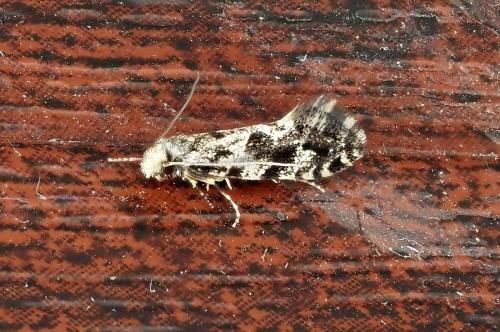 Réf. 321 642 : Nemapogon sp.